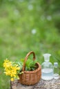 Chelidonium majus, greater celandine, nipplewort, swallowwort or tetterwort yellow flowers in a wicker basket from the vine. Royalty Free Stock Photo