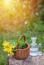 Chelidonium majus, greater celandine, nipplewort, swallowwort or tetterwort yellow flowers in a wicker basket from the vine. Royalty Free Stock Photo