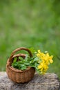 Chelidonium majus, greater celandine, nipplewort, swallowwort or tetterwort yellow flowers in a wicker basket from the vine. Royalty Free Stock Photo