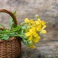 Chelidonium majus, greater celandine, nipplewort, swallowwort or tetterwort yellow flowers in a wicker basket from the vine. Royalty Free Stock Photo