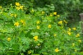 Chelidonium majus,  greater celandine, nipplewort, yellow flower Royalty Free Stock Photo