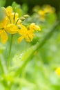 Chelidonium majus, greater celandine or tetterwort - family Papaveraceae after rain