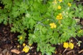 Chelidonium majus Papaveraceae.Grande chÃÂ©lidoine Greater celandine