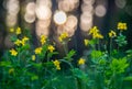 Chelidonium majus wild flowers Royalty Free Stock Photo