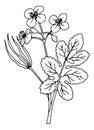 Chelidonium medical herb drawing. Celandines botanical illustration