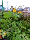 Chelidonium papaveraceae. Spring plant. Spring flower.