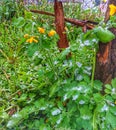 Chelidonium papaveraceae. Spring plant. Spring flower.