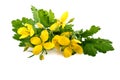 Chelidonium plant or greater celandine (Chelidonium majus) Royalty Free Stock Photo