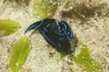 Chelidonura varians Sea Slug