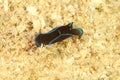 Chelidonura varians - sea slug