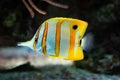 Chelmon rostratus - Banded Longsnout Butterflyfish