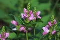 Chelone obliqua. Blooming rose turtlehead in the garden.