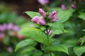 Chelone obliqua. Blooming rose turtlehead in the garden.