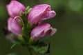 Chelone obliqua, the red turtlehead, rose turtlehead or pink turtlehead macro