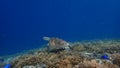 Green sea turtle underwater on a Coral reef of indonesia north of gili trawangan and gili air lombok bali