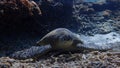 Green sea turtle underwater on a Coral reef of indonesia north of gili trawangan and gili air lombok bali