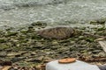 Dead green sea turtle Chelonia mydas on the shore of the coral atoll Fanning Atoll Kiribati on March 09, 2013. Turtles were