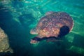 Chelonia mydas turtle t diving in green water next to rock coast Royalty Free Stock Photo