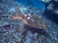 Chelonioidea Sea turtle