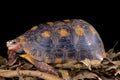Chelonoidis carbonaria, Red-footed tortoise