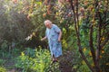 Chelyabinsk, Russia-July 28, 2020:An elderly retired woman works in her garden in the summer Royalty Free Stock Photo