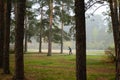 Chelyabinsk Russia - October 1, 2022, Chelyabinsk city forest. The skier rides on roller skis along the path among the pines in