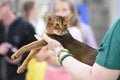 Chelyabinsk, Russian Federation - 08 September 2018. Abyssinian cat classic wild color the exhibition of cats