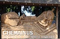 Carved Wooden Chemainus Town Sign