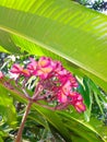 chembakam or temple flower