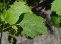 Chemical burn on the grapevine plant. Wrinkled grape vine leaves with chemical burn of uncontrolled herbicide usage