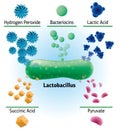 Chemical elements produced by lactobacillus, medical illustration