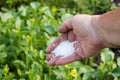 Chemical fertilizer on farmer hand