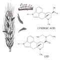 The chemical formula of LSD and lysergic acid with the spike of rye struck by ergot Royalty Free Stock Photo