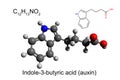 Chemical formula, skeletal formula and 3D ball-and-stick model of indole-3-butyric acid, the plant auxin, white background