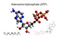 Chemical formula, skeletal formula and 3D ball-and-stick model of adenosine triphosphate ATP, white background