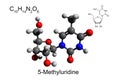 Chemical formula, skeletal formula, and 3D ball-and-stick model of nucleoside 5-methyluridine