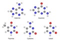 Chemical formulas of purine and pyrimidine nitrogenous bases