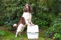 Chemical portable toilet and dog are standing on a green meadow. The concept of cleaning behind his dog on the street