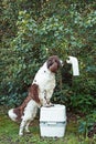 Chemical portable toilet and dog are standing on outdoors. The concept of cleaning behind his dog on the street