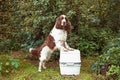 Chemical portable toilet and dog are standing on outdoors. The concept of cleaning behind his dog on the street