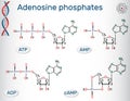 Chemical structural formulas Adenosine phosphates nucleotides : Royalty Free Stock Photo