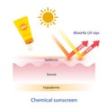Chemical sunscreen absorbs UV rays vector on white background.