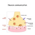 Chemical synapse structure. Neuron communication