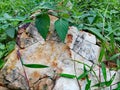 Chemical weathering of granite rocks Royalty Free Stock Photo