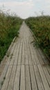 Chemin, promenade au bord des marais, nature.