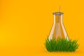Chemistry flasks on grass Royalty Free Stock Photo
