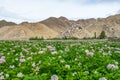 Chemrey Monastery in summer with many flower, Leh Ladakkh Royalty Free Stock Photo