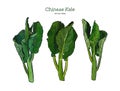 Chenese Kale or Chinese broccoli, hand draw sketch vector
