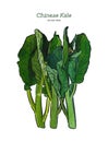 Chenese Kale or Chinese broccoli, hand draw sketch vector