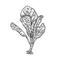 Chenese Kale sketch